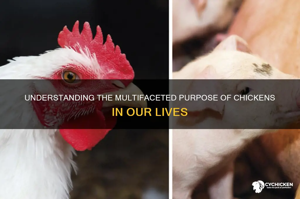 what is the purpose of a chicken
