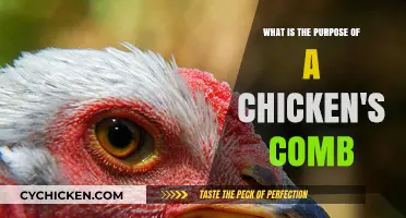 Why Do Chickens Have Combs?