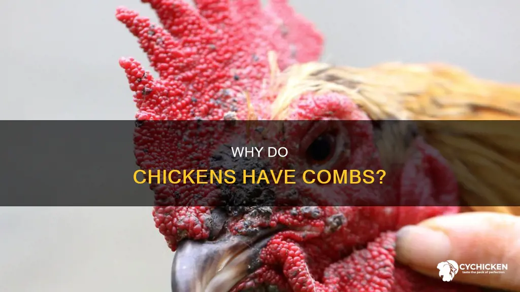 what is the purpose of a chicken