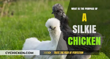 Understanding the Unique Purpose of Silkie Chickens in Poultry Keeping