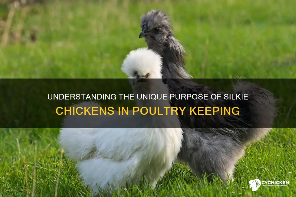 what is the purpose of a silkie chicken