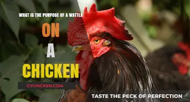 Why Chickens Have Wattles and Their Purpose