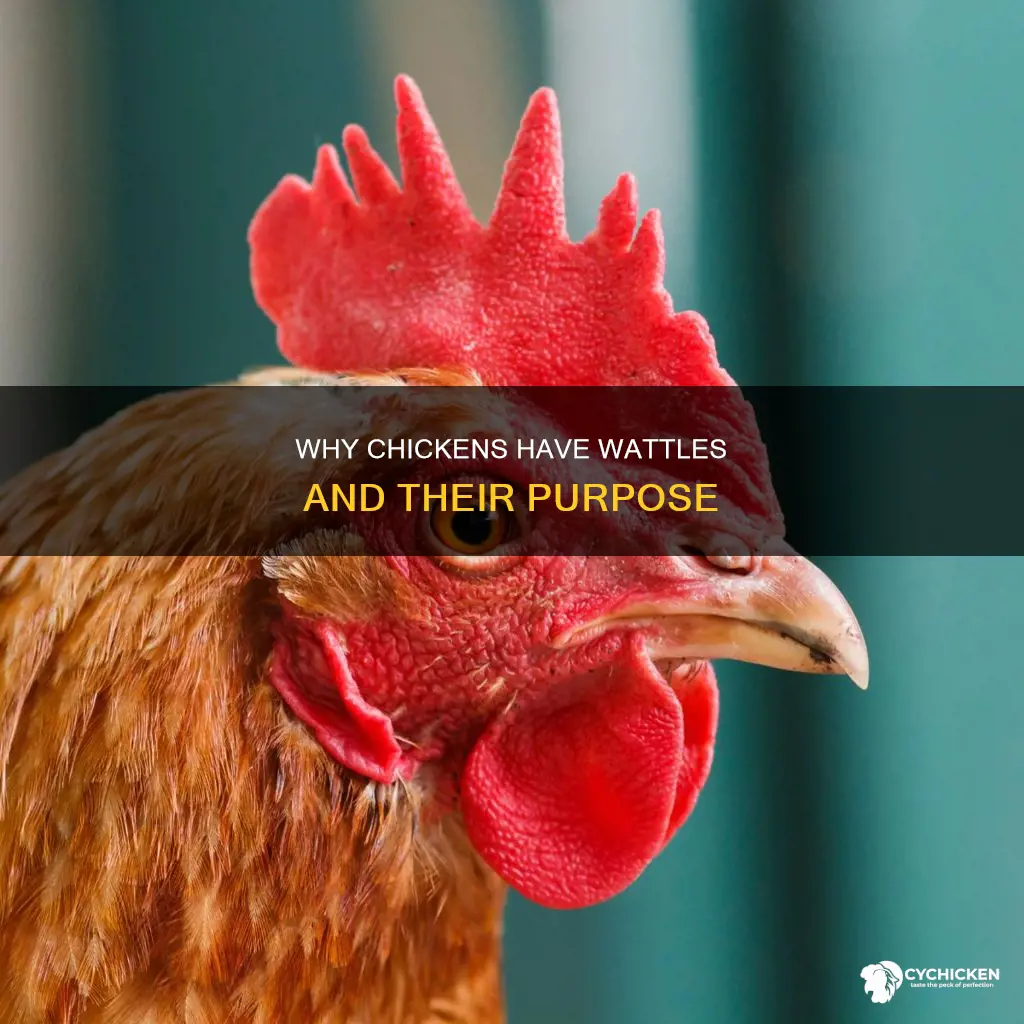 what is the purpose of a wattle on a chicken