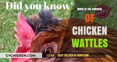 Understanding Chicken Wattles: Their Surprising Purpose and Function Explained