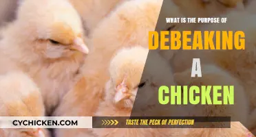 Understanding the Purpose and Ethics of Debeaking Chickens in Farming