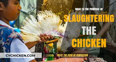 Understanding the Cultural and Culinary Purpose of Chicken Slaughter