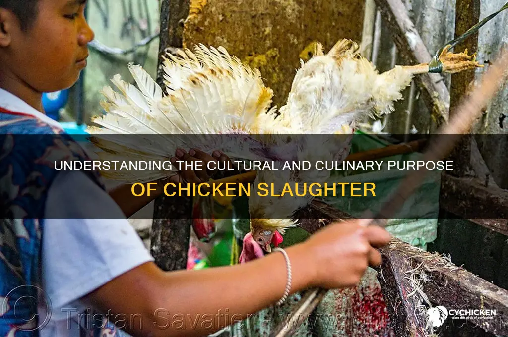 what is the purpose of slaughtering the chicken