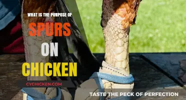 Understanding the Purpose of Spurs on Chickens: Function and Significance