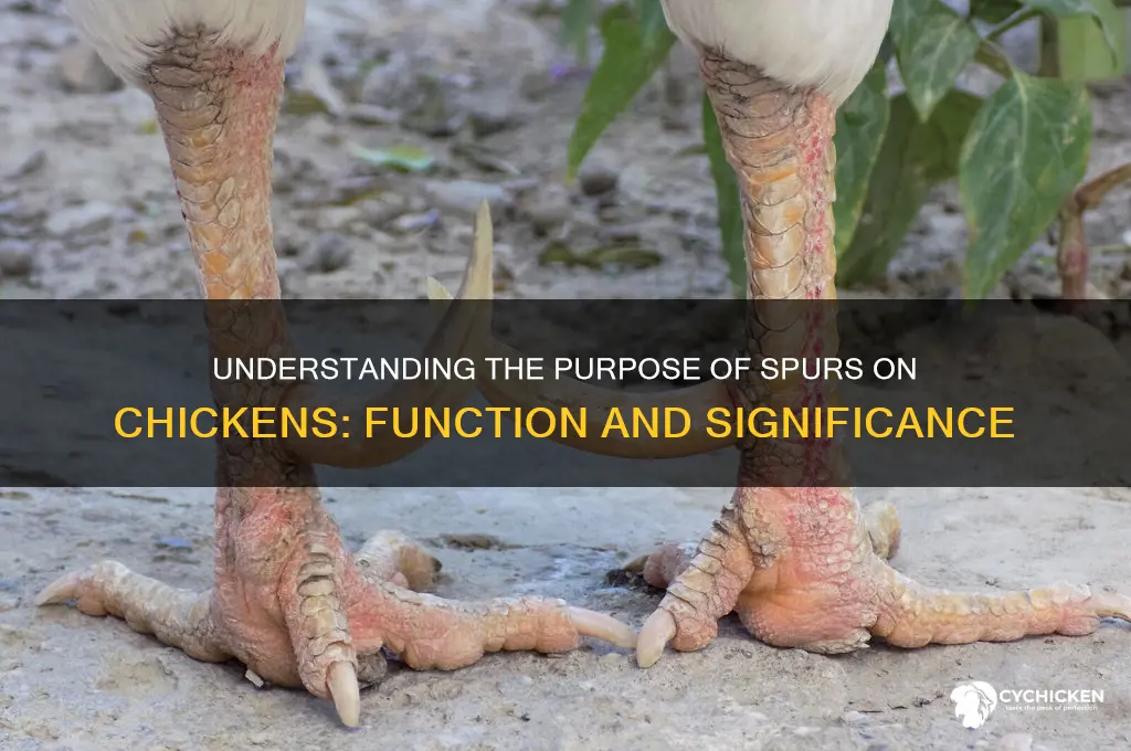 what is the purpose of spurs on chicken