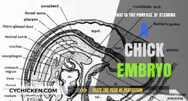 Staining Chick Embryos: Unlocking Development Insights