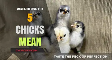 Understanding the Symbolism of a Quail with Five Chicks: Insights and Meanings