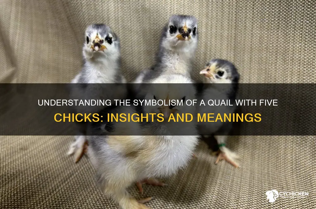 what is the quail with 5 chicks mean
