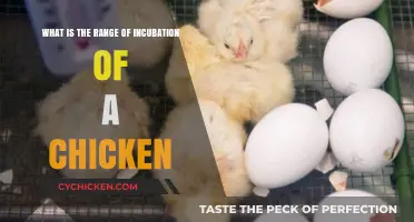 Incubation Period for Chickens: How Long Does It Take?
