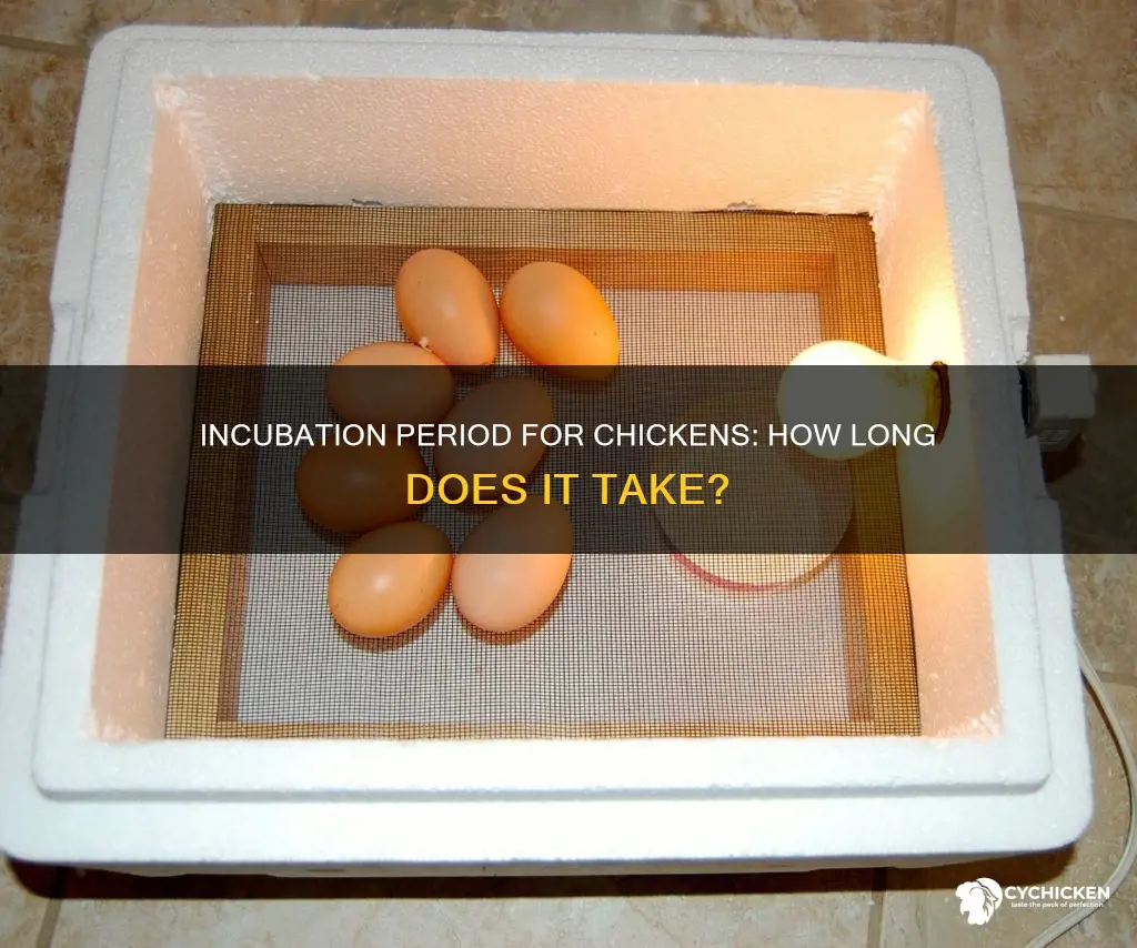 what is the range of incubation of a chicken