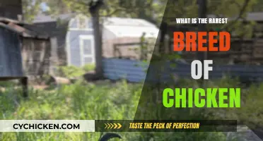 Discovering the World's Rarest Chicken Breed: A Fascinating Exploration