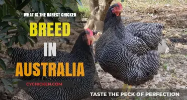 Discovering Australia's Rarest Chicken Breed: A Unique Poultry Treasure