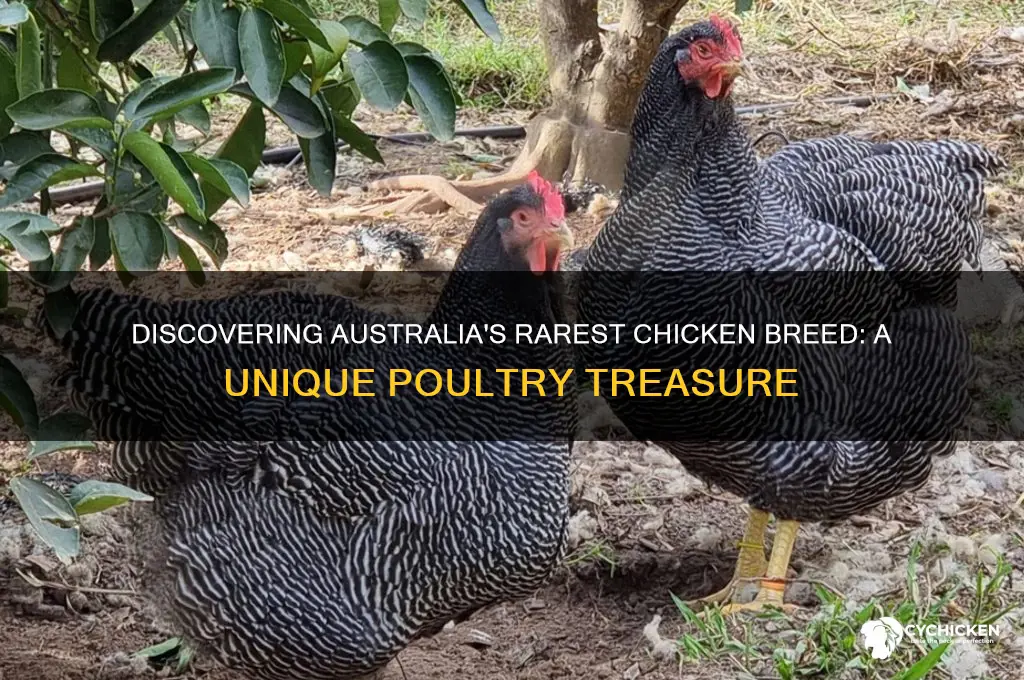 what is the rarest chicken breed in australia