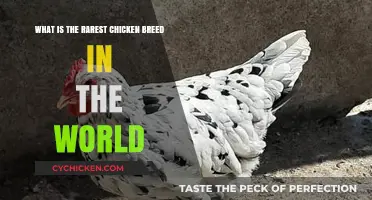 Uncommon Chicken Breeds: The Rarest in the World