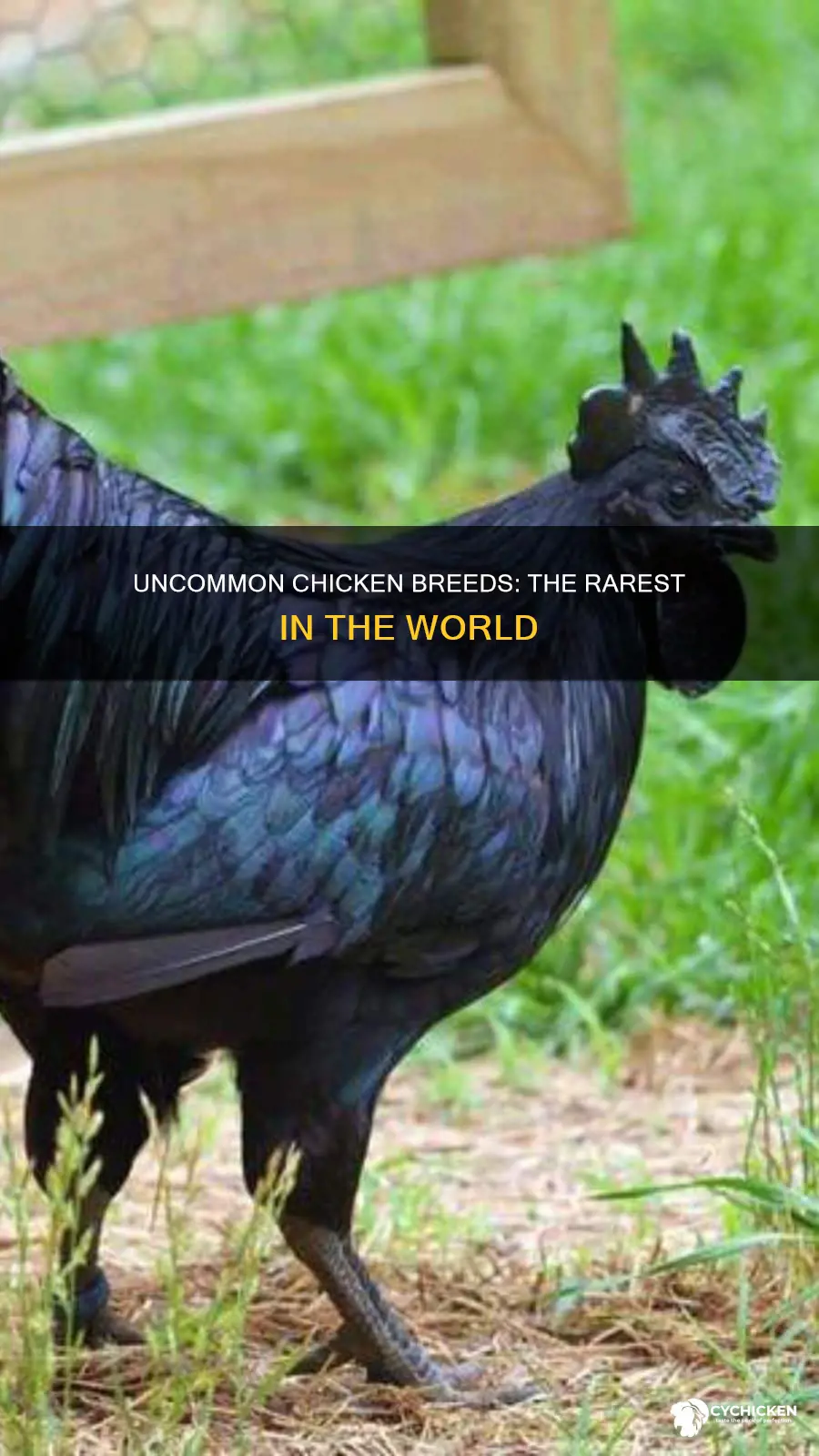 what is the rarest chicken breed in the world