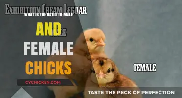 Chicks' Gender Ratio: Nature's Intriguing Mystery