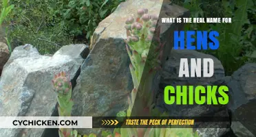 The Real Names of Hens and Chicks Explained
