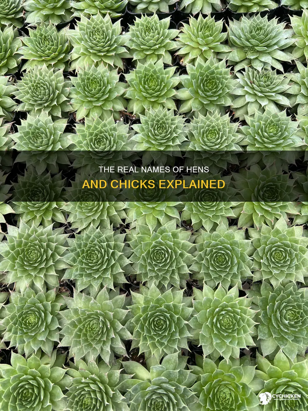 what is the real name for hens and chicks
