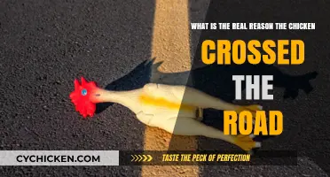 Why Did the Chicken Cross the Road?