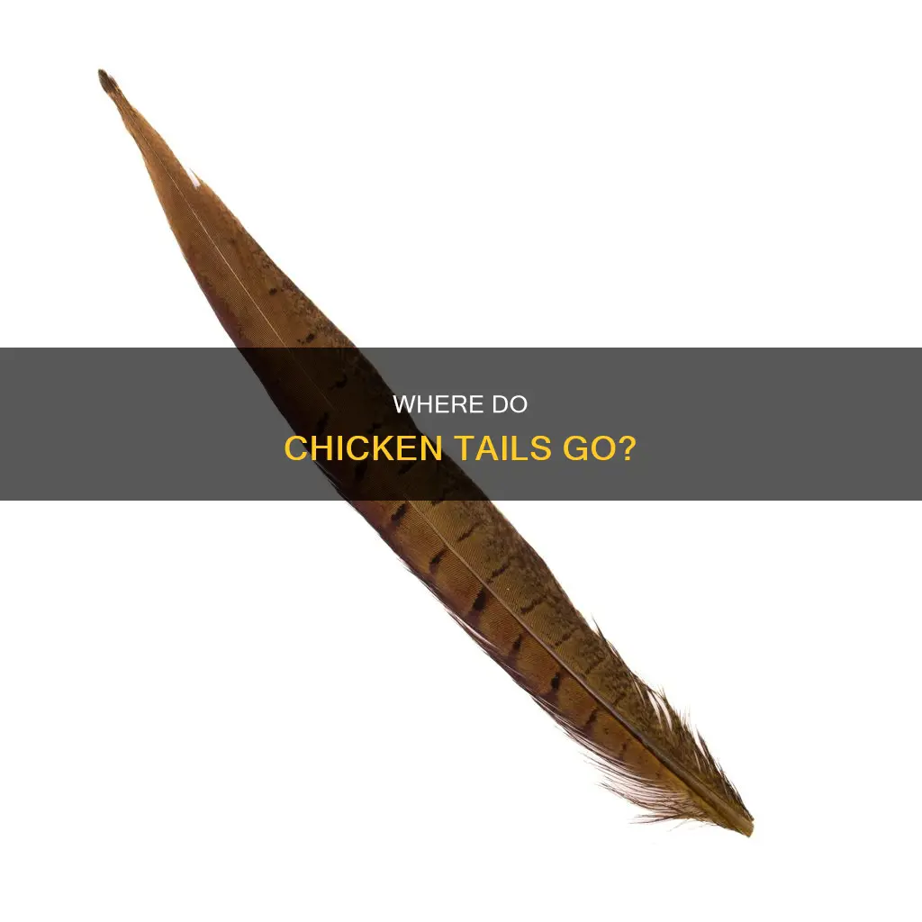 what is the rear end of a chicken called