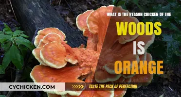 Why Chicken of the Woods is Orange-Colored
