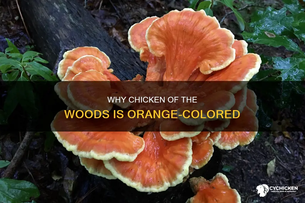 what is the reason chicken of the woods is orange