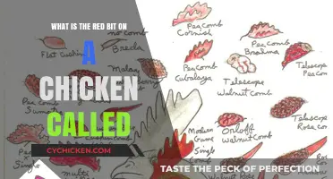 Chicken Anatomy: What's That Red Bit Called?