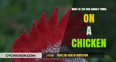 The Red Thing: Why Do Chickens Have That?