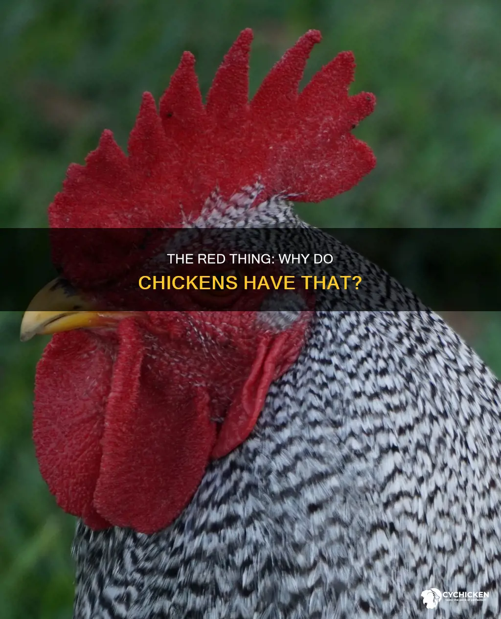 what is the red dangly thing on a chicken