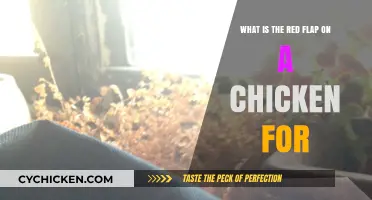 The Red Flap: What's its Purpose on Chickens?