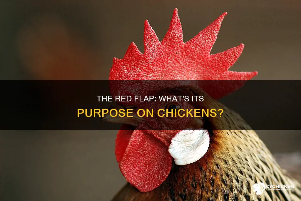 what is the red flap on a chicken for