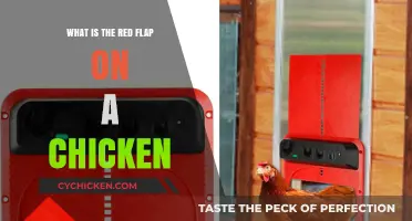 Understanding the Red Flap: A Guide to Chicken Anatomy and Function