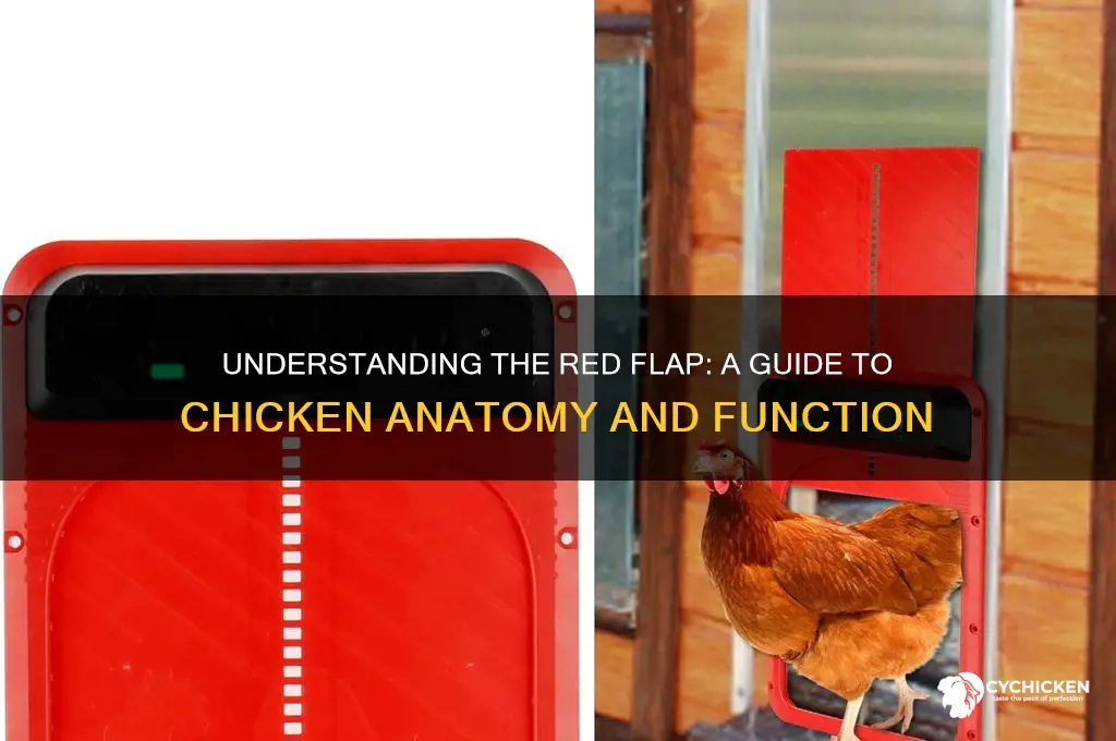 what is the red flap on a chicken