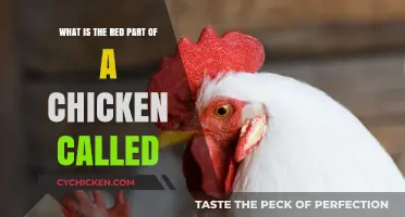 Chicken Anatomy: What's That Red Part Called?