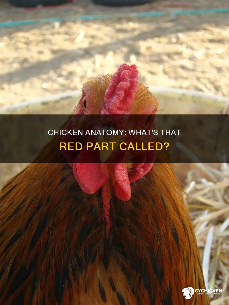 what is the red part of a chicken called