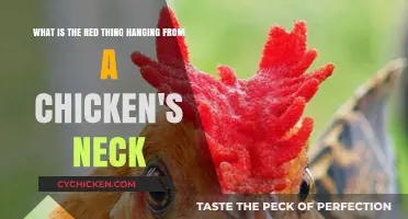 The Red Thing on a Chicken's Neck: What's It?