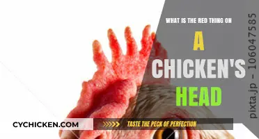 Exploring the Red Crown of Chickens