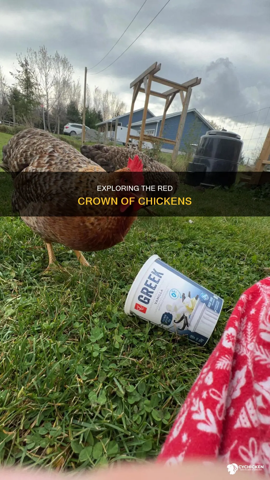 what is the red thing on a chicken