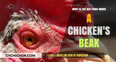 The Red Thing Under a Chicken's Beak Explained
