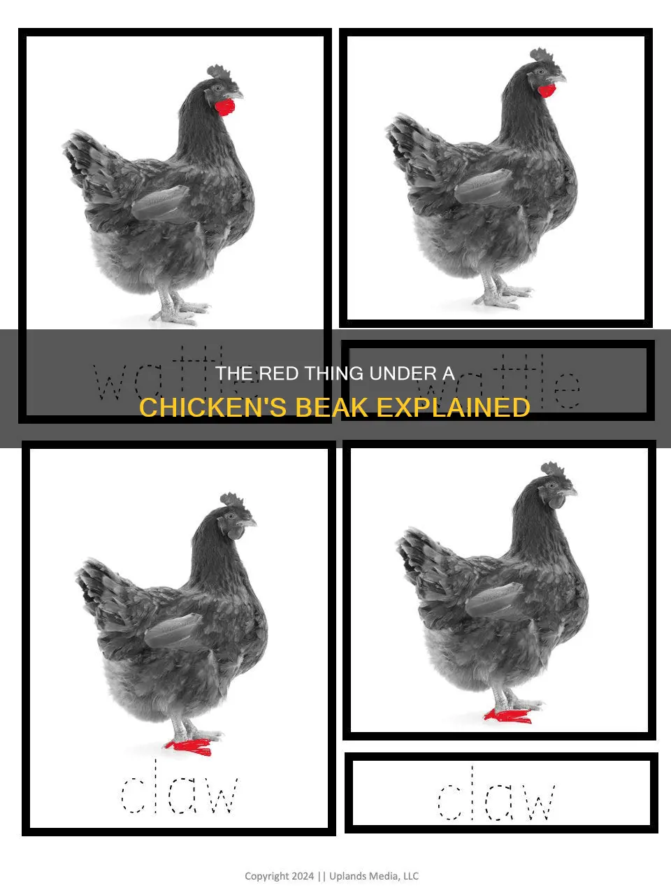 what is the red thing under a chicken