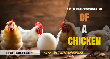 Understanding the Chicken Reproductive Cycle: From Egg to Hatchling