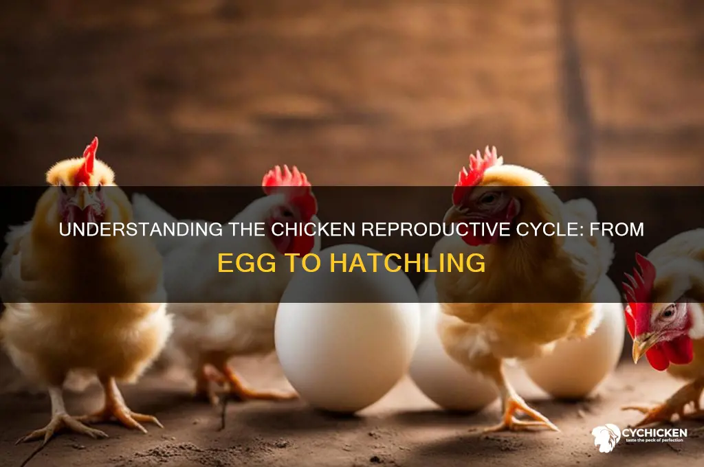 what is the reproductive cycle of a chicken