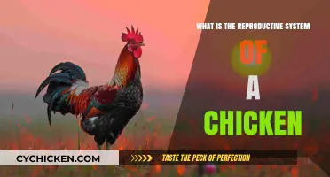 Understanding the Chicken Reproductive System: Anatomy and Function Explained