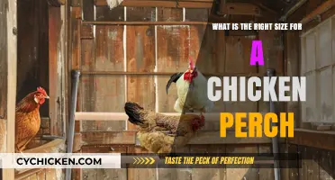 Chicken Perch Size: How Wide and High Should It Be?