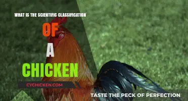 Understanding Chickens: Scientific Classification and Taxonomic Hierarchy Explained