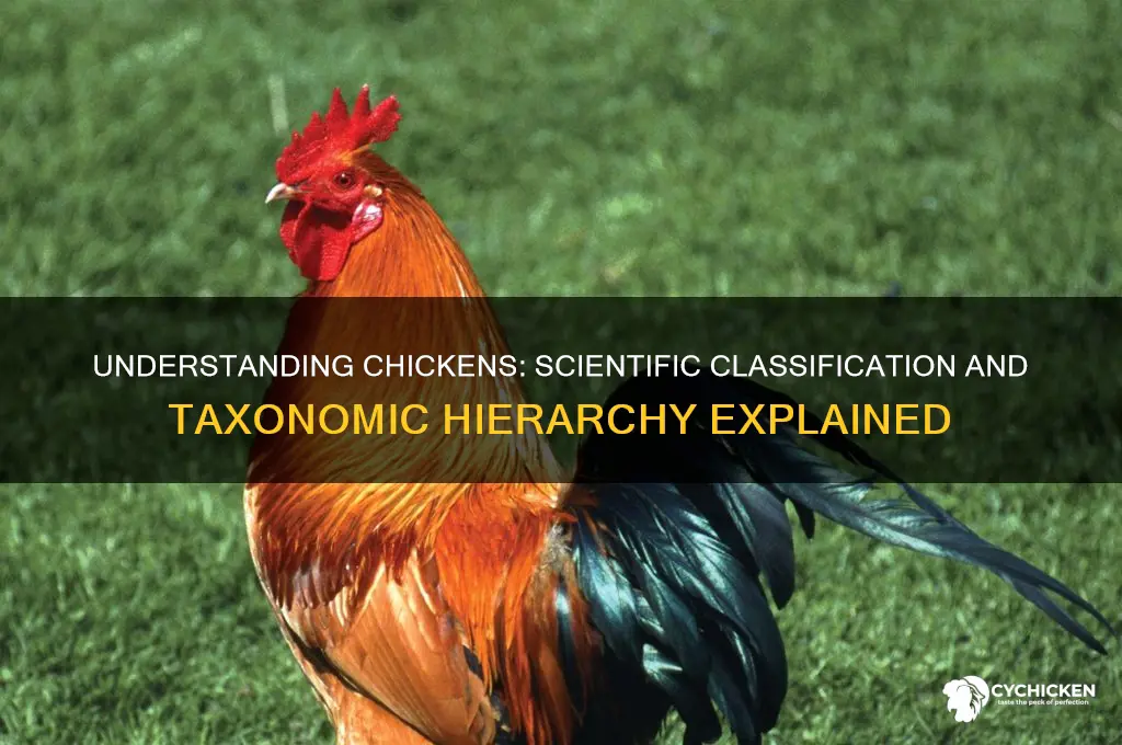 what is the scientific classification of a chicken